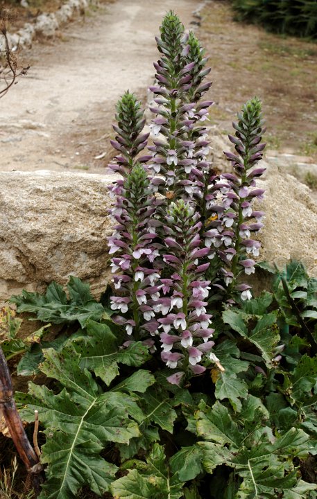 IMG_1309_DxO.jpg - Un beau plant d'acanthes!